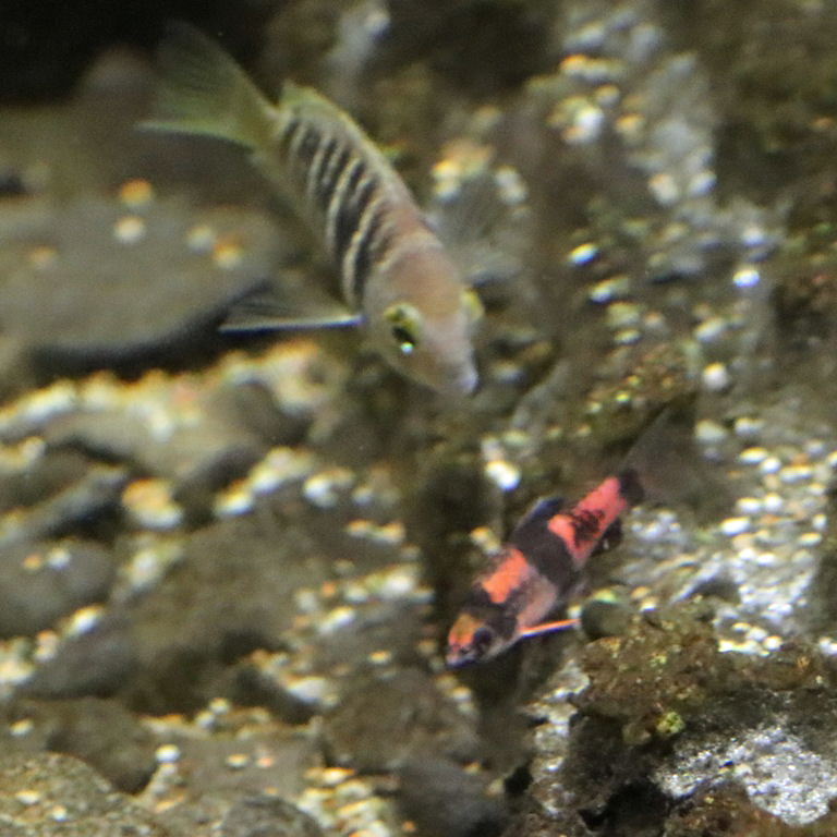 Melon Barb with Canara Pearlspot