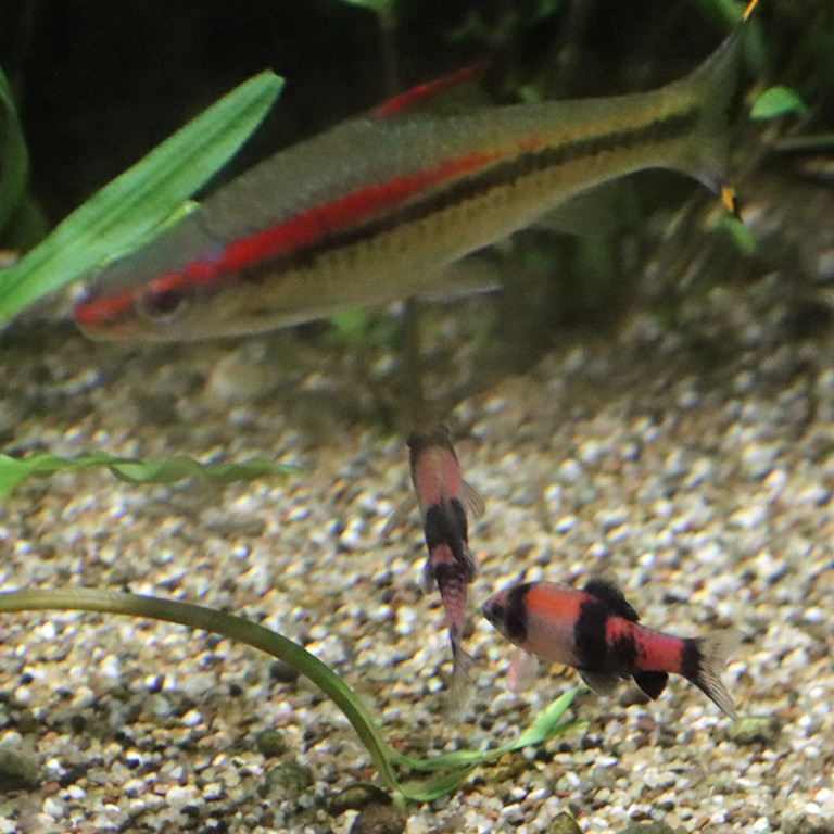 Melon Barb with Torpedo Barb