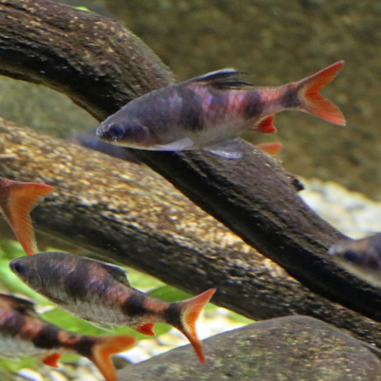 Tambraparni(ei) Barb