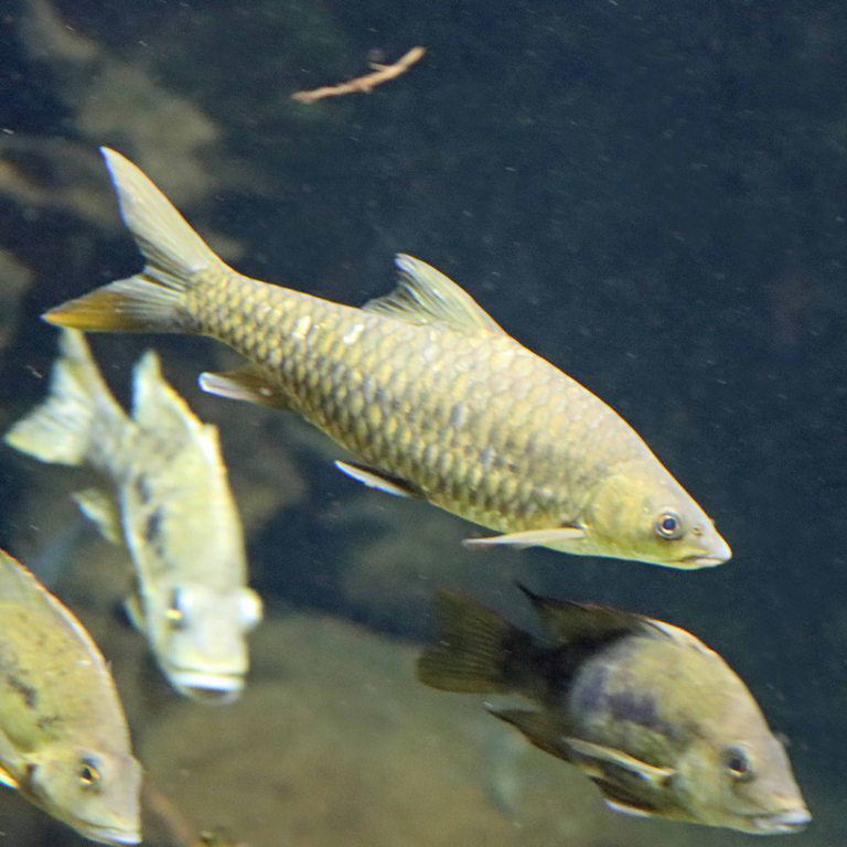 Uganda Thick-lipped Barb