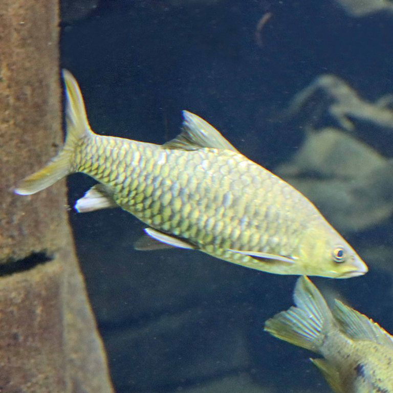 Uganda Thick-lipped Barb