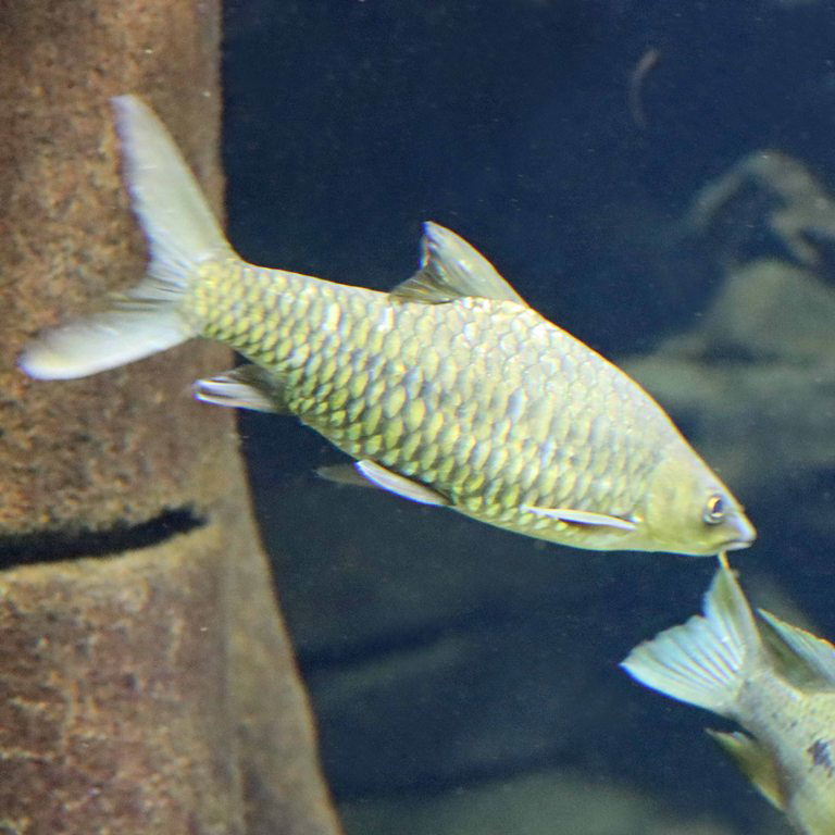 Uganda Thick-lipped Barb