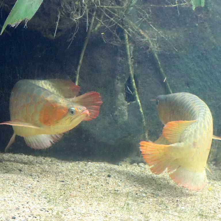 Golden Dragonfish