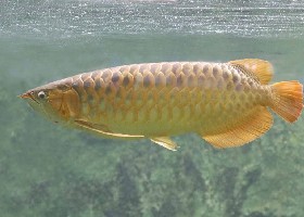Australian Bonytongue