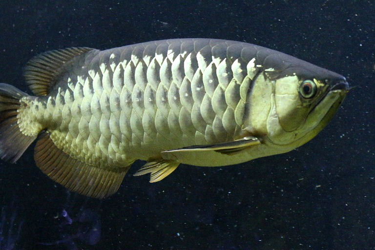 Asian Boneytongue