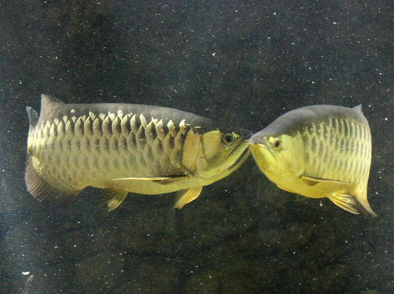 Dragonfish