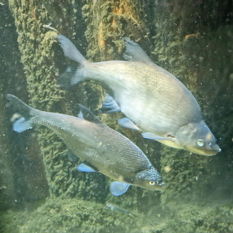 Bronze Bream spawning tubercles