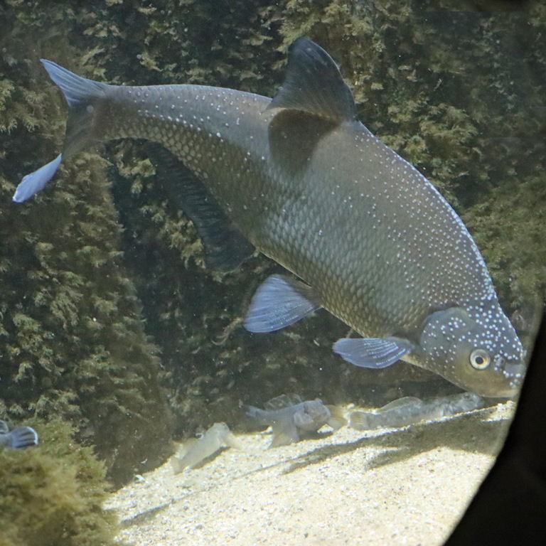 Bronze Bream spawning tubercles