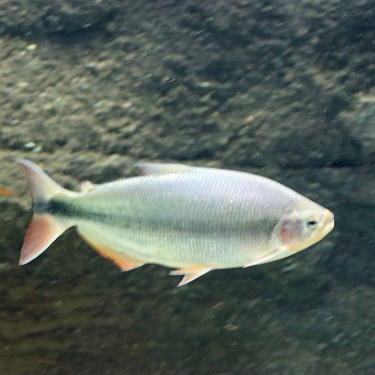 Brycon hilarii