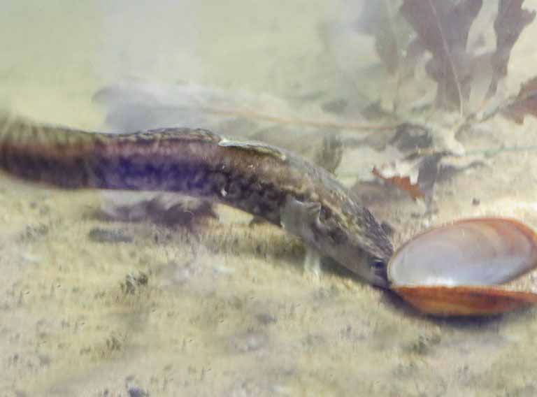 Burbot