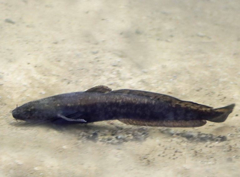 Burbot