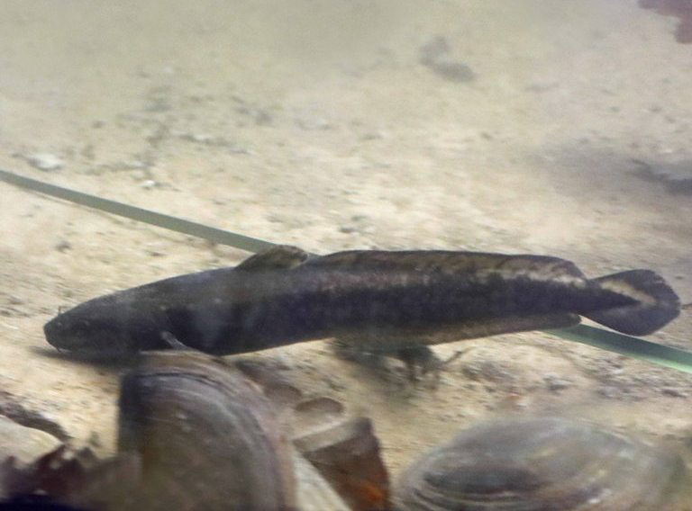 Burbot