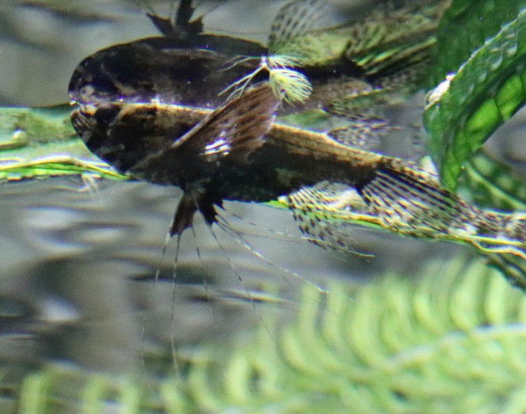 African Butterflyfish