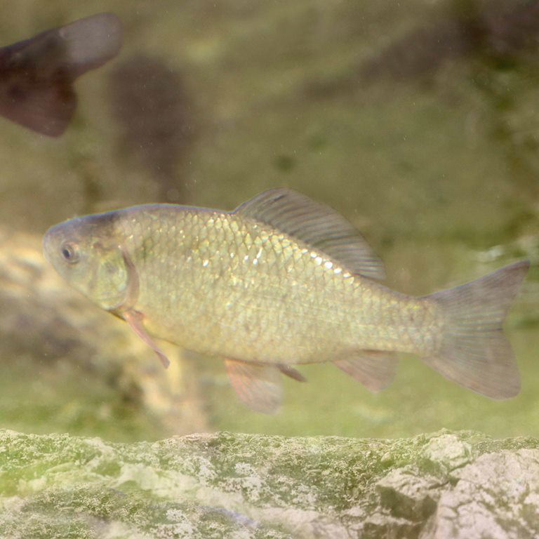 Crucian Carp with Gudgeon, Stickleback and Minnow