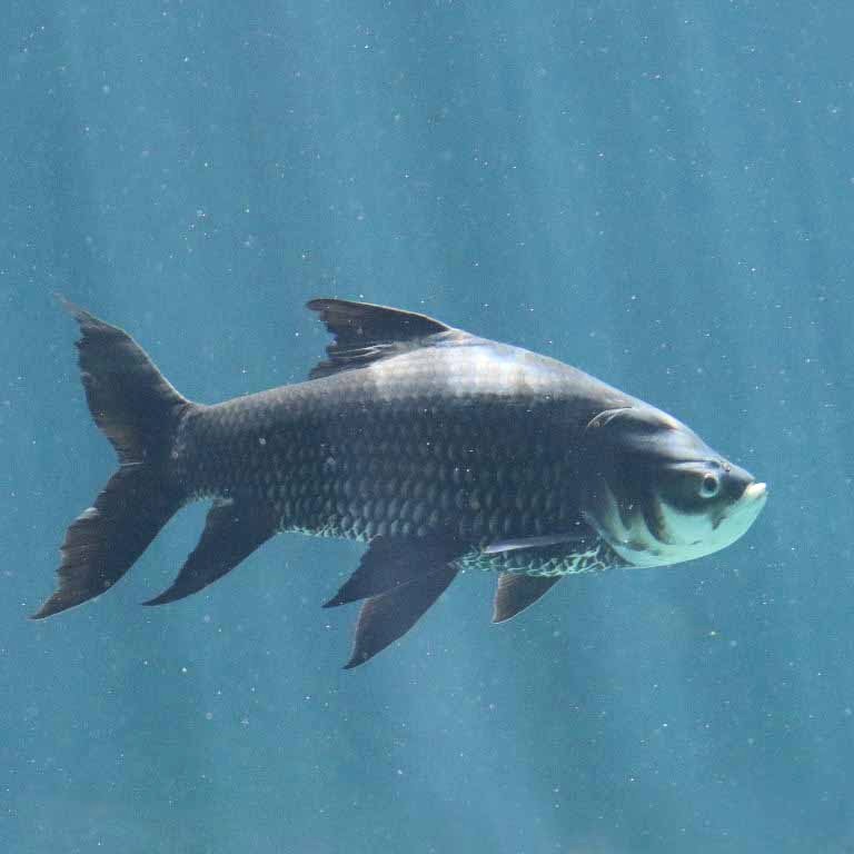 Giant Siamese Carp