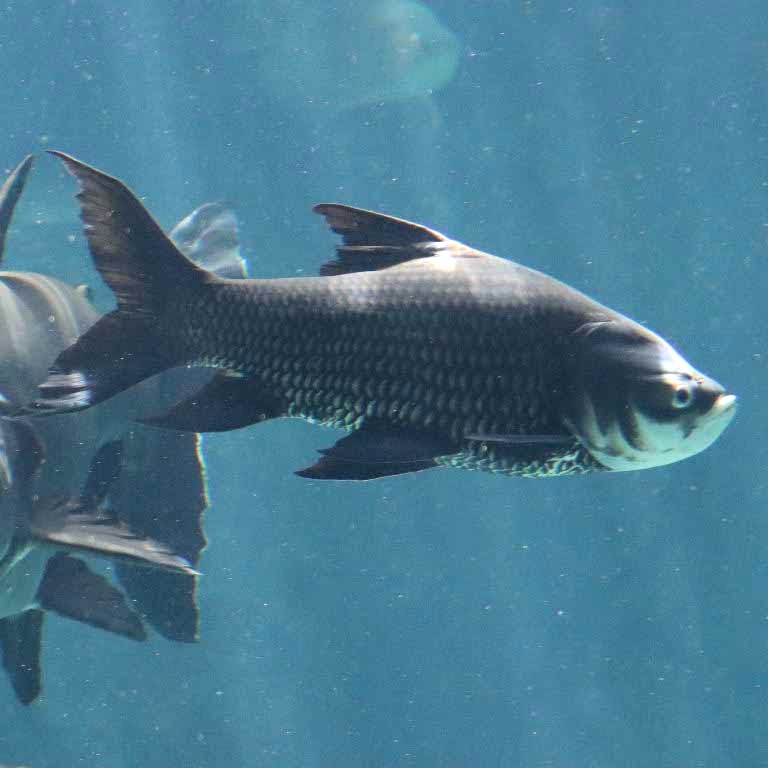 Giant Siamese Carp