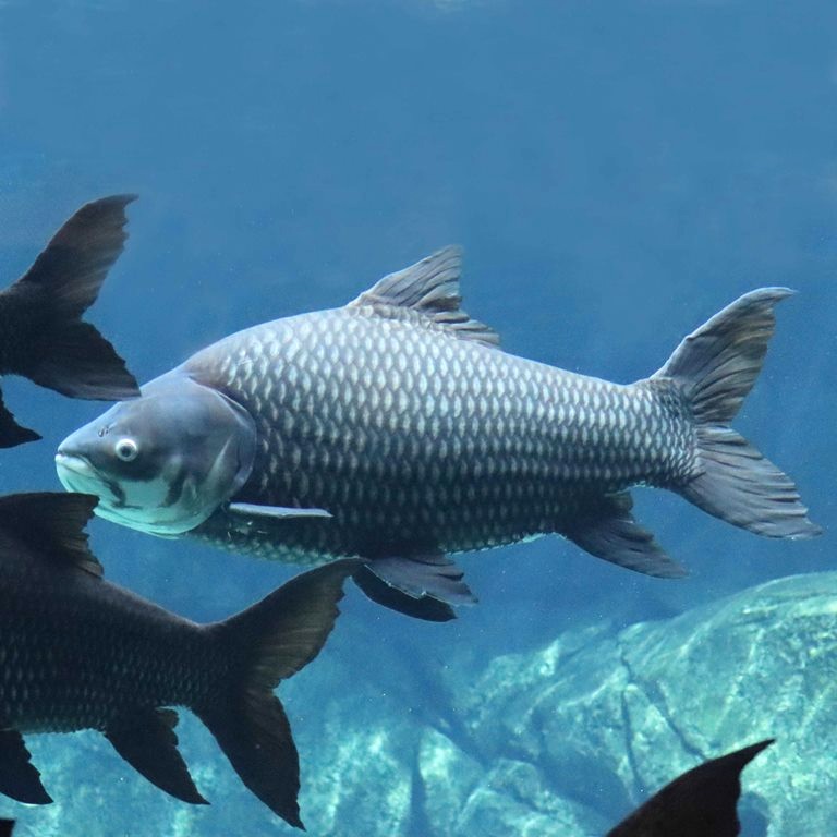 Giant Siamese Carp