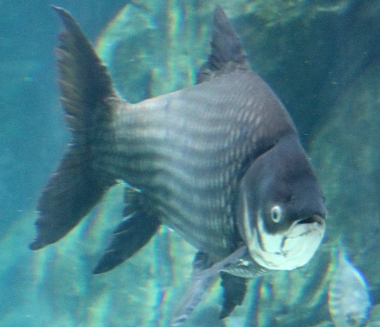 Giant Siamese Carp