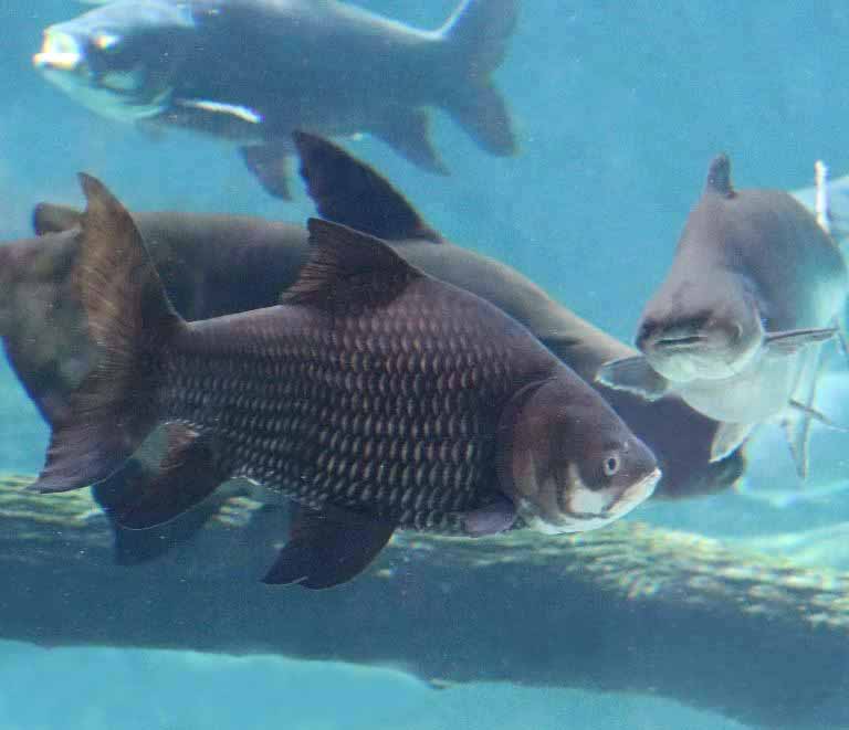 Giant Siamese Carp with Mekong Catfish
