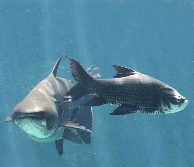 Giant Siamese Carp with Mekong Catfish