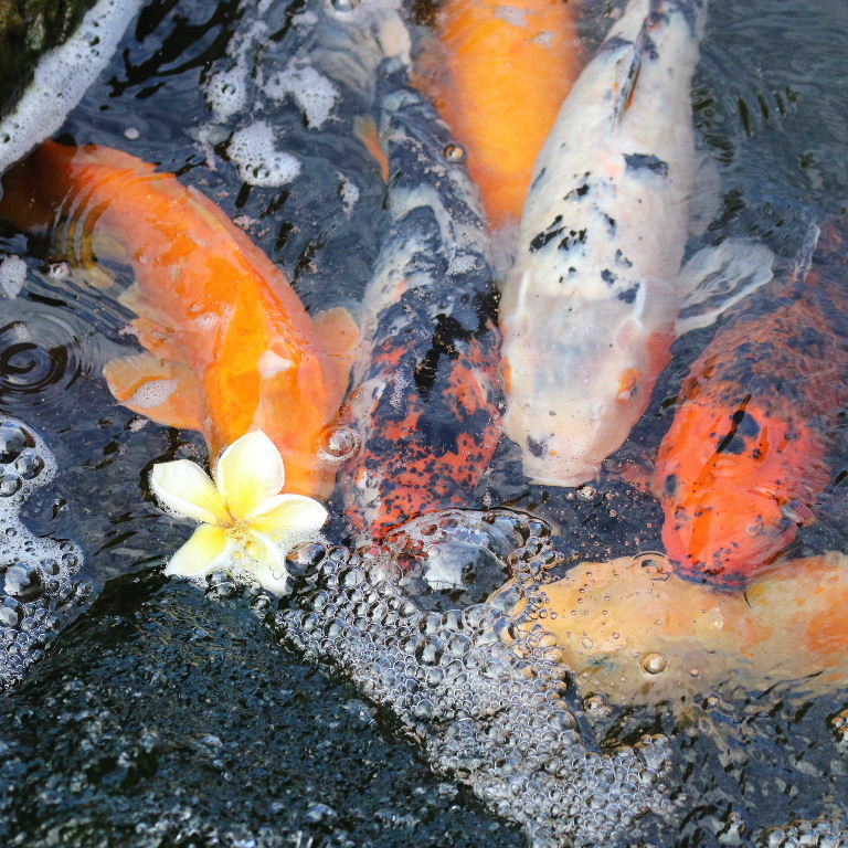 Koi Carp with frangipan flower