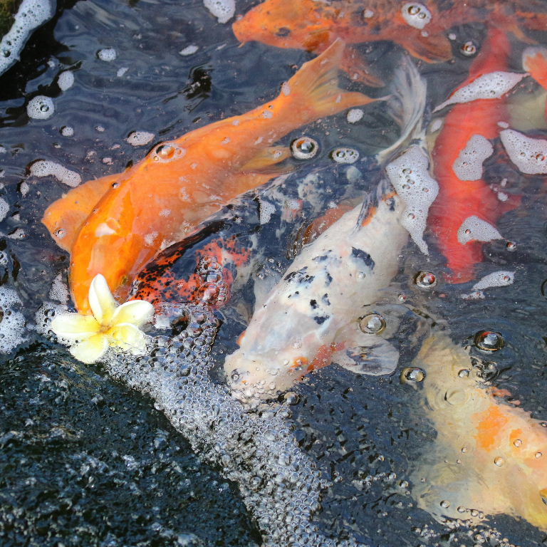 Koi Carp with flower