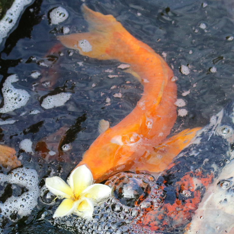 Koi Carp with flower