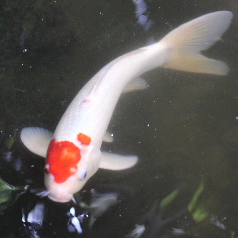 Koi Carp