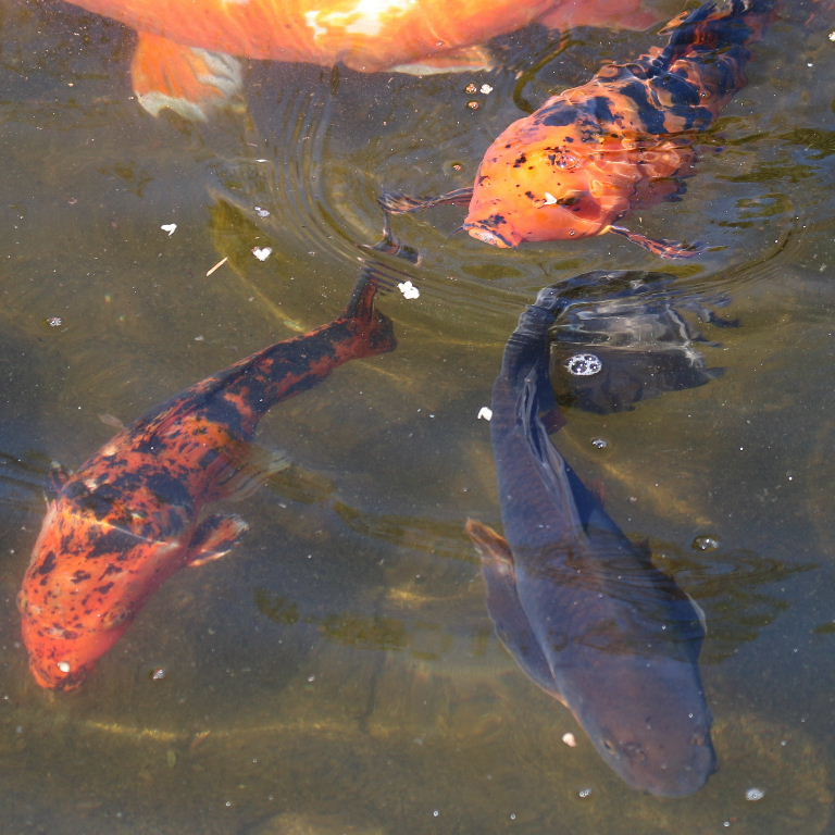 Koi Carp