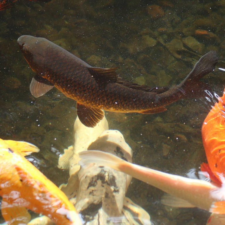 Koi Carp