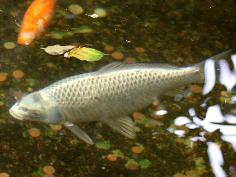 Platinum Koi Carp