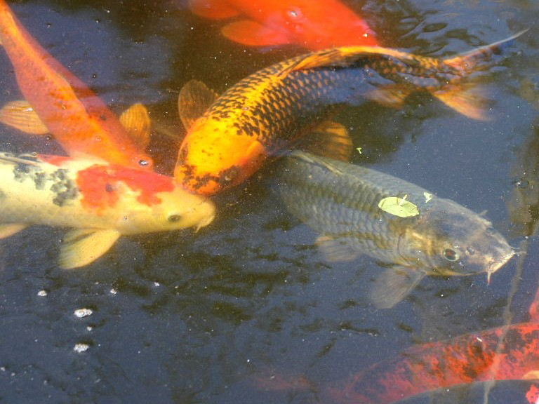 Koi Carp