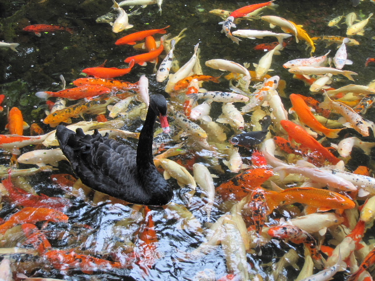 Koi Carp with Black Swan