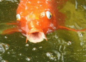 Koi Carp