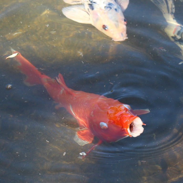 Koi Carp