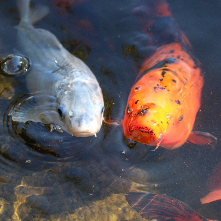 Koi Carp