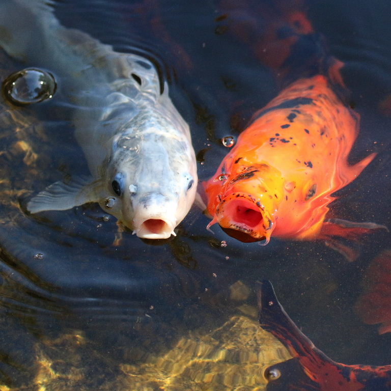 Koi Carp