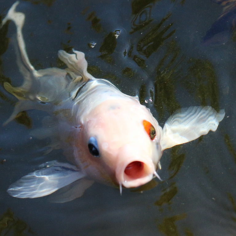 Koi Carp