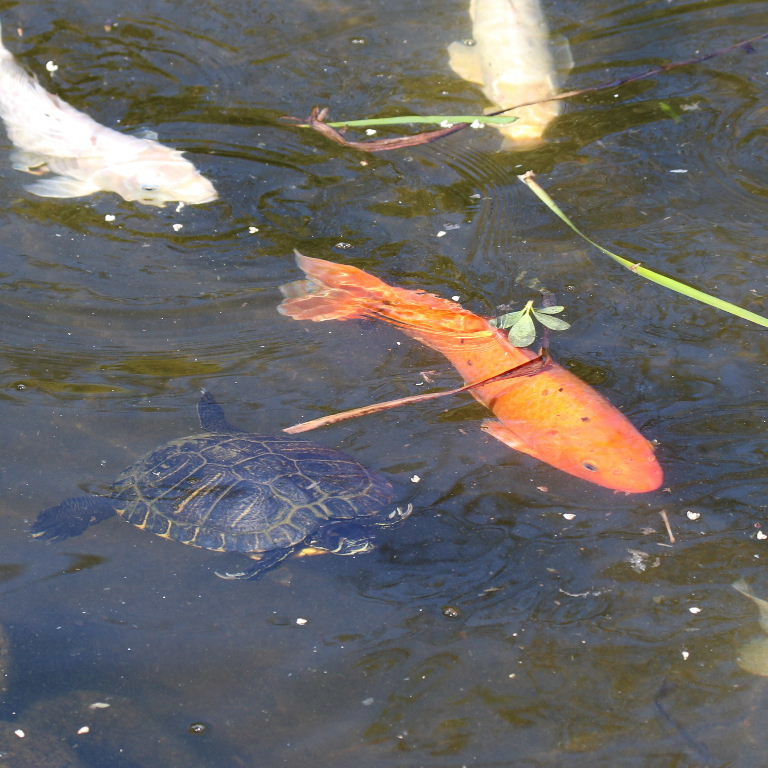 the Tortoise and the Carp