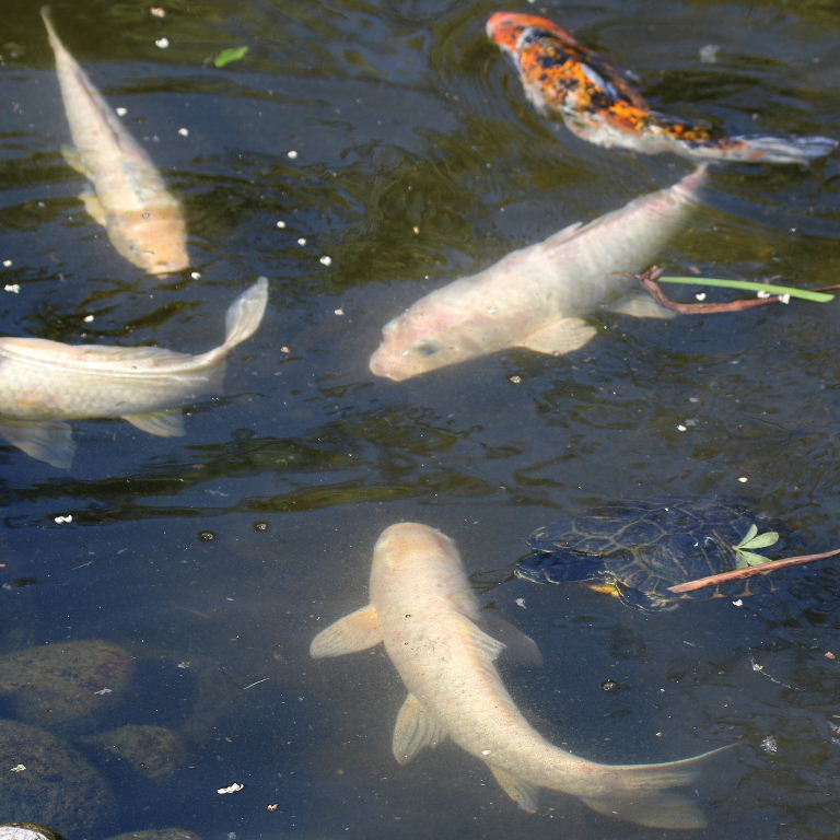 the Tortoise and the Carp