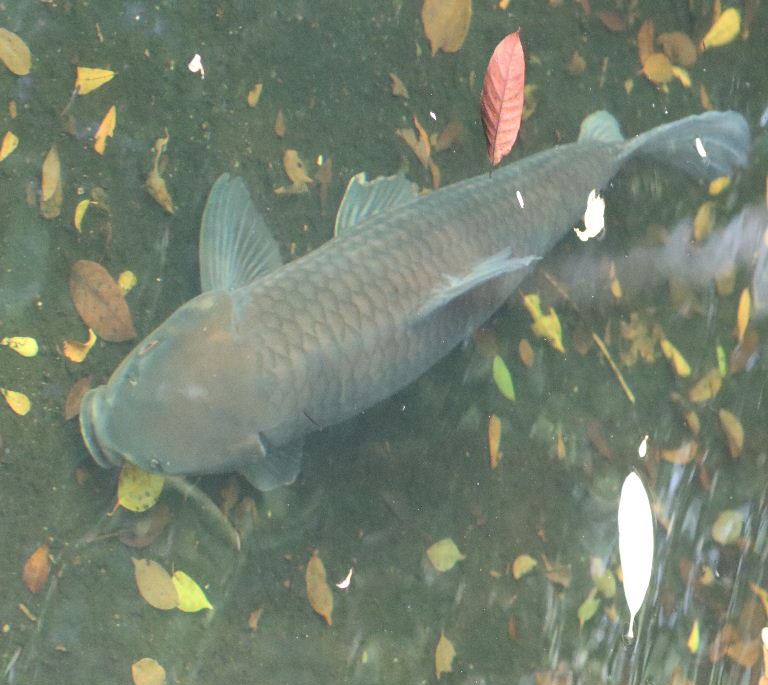 Blue Mahseer