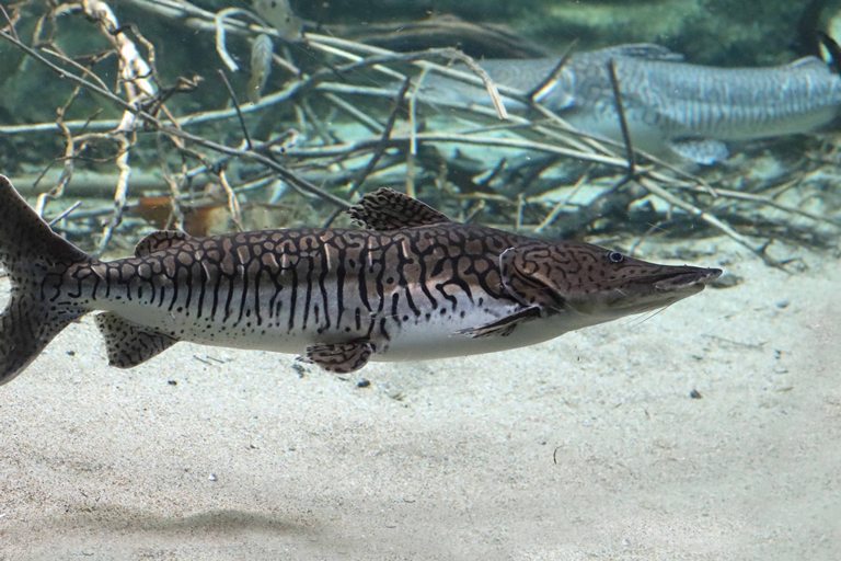 Barred Sorubim Catfish