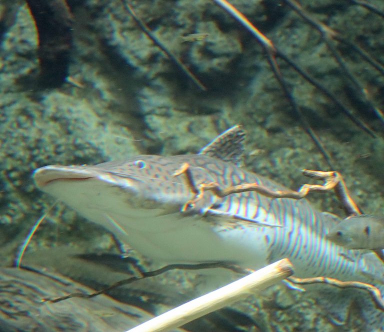 Barred Sorubim Catfish