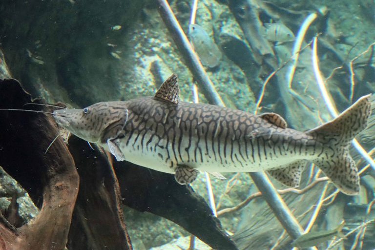 Barred Sorubim Catfish