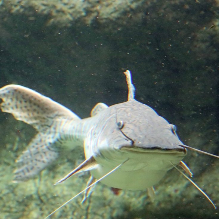 Barred Sorubim Catfish