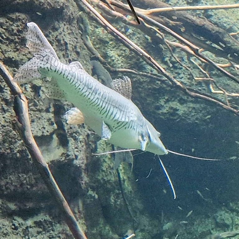 Barred Sorubim Catfish