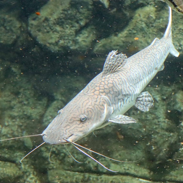 Barred Sorubim Catfish