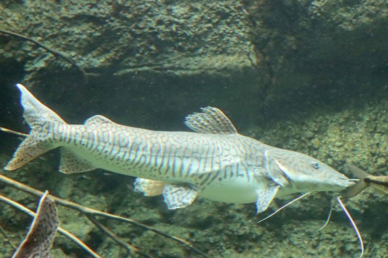 Barred Sorubim Catfish