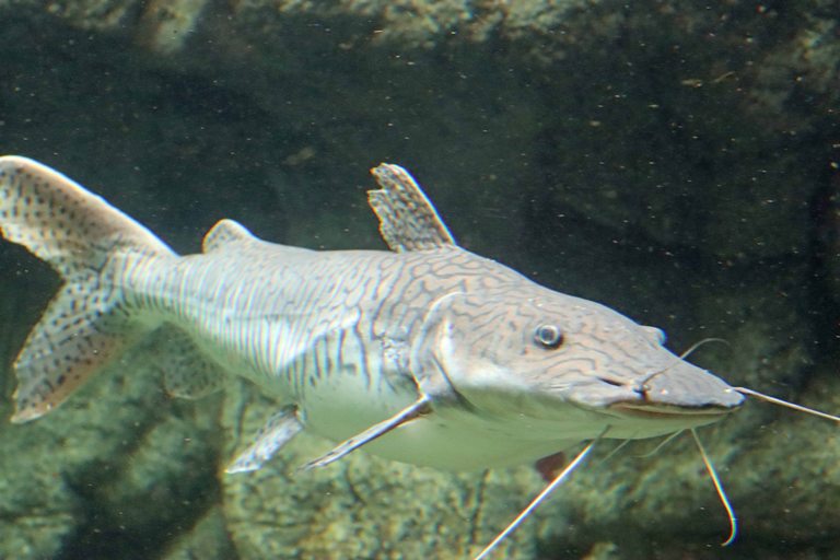 Barred Sorubim Catfish