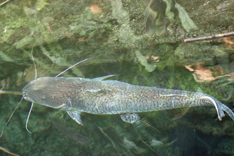 Barred Sorubim Catfish